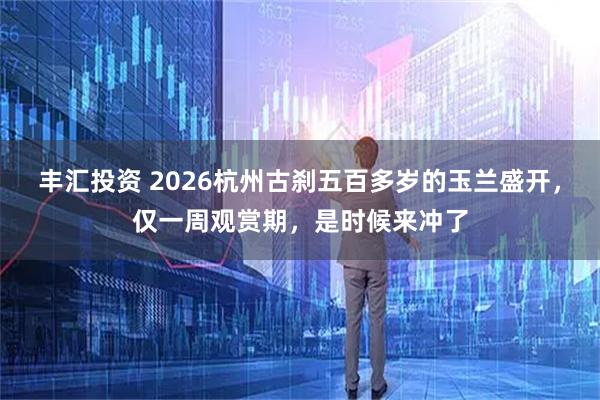 丰汇投资 2026杭州古刹五百多岁的玉兰盛开，仅一周观赏期，是时候来冲了